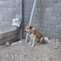 سگ ۴
