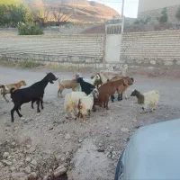 بزغاله