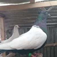 کبوتر|پرنده|سیاهکل, |دیوار