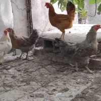 مرغ تخم گذار