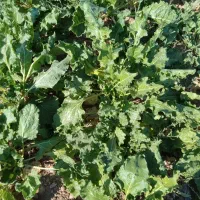 چغندر قند با عیار 22