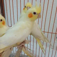 ۴ عدد عروس هلندی لوتینو طوطی به همراه قفس