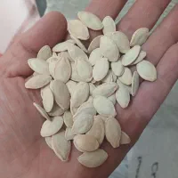 تخمه کدو قورولی