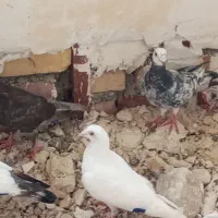 کبوتر