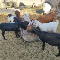 فروش پنج عدد بز و یک عدد چپش دورگ کاموری|حیوانات مزرعه|بافق, |دیوار