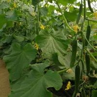 فروش گلخانه