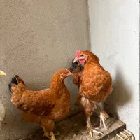فروش یک جفت برهما