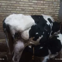 گاو و گوساله ماده|حیوانات مزرعه|دهگلان, |دیوار