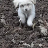 واگذاری پاکوتاه ۳ ماه ریز معاوضه با لاری|سگ|قائم‌شهر, |دیوار