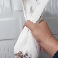 کبوتر|پرنده|سنندج, |دیوار