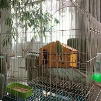 مرغ عشق نر سفید آبی دم بلند بسیار زیبا|پرنده|تهران, ایران|دیوار