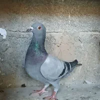 کبوترسبر|پرنده|مینودشت, |دیوار