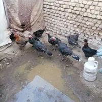 بوقلمون وجوجه لاری