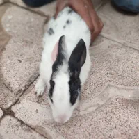 خرگوش مینیاتوری