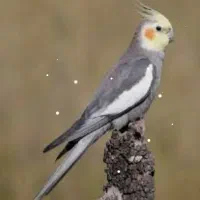 فروش انواع پرنده جفت و تکی