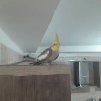 عروس هلندی سخن گو|پرنده|ماهدشت, |دیوار