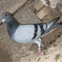 پرنده پلاکی