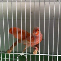 فروش قناری نر برفکی درشت|پرنده|مبارکه, |دیوار