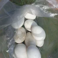 تخم غاز محلی نطفه دار در سنگر