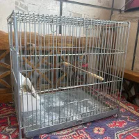 قفس غلامی جنس قدیم