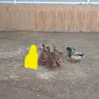 پرنده اردک ۸عدد