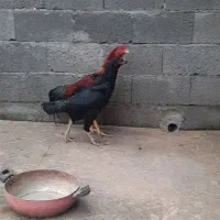 مرغ خروس|حیوانات مزرعه|سنگر, |دیوار