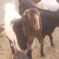 نری پاکستای|حیوانات مزرعه|کرمان, |دیوار