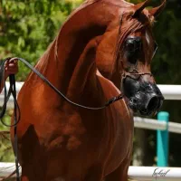 کره مادیون عرب مصری کره کنزالناصر