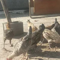 باروک و خروس محلی 6ماهه سرحال و سالم|حیوانات مزرعه|یاسوج, |دیوار