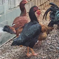 خروس مرغ لاری ....|حیوانات مزرعه|سیاهکل, |دیوار