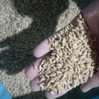 گندم دیم|خوردنی و آشامیدنی|نوبران, |دیوار