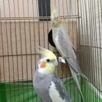 جفت عروس هلندی مولد|پرنده|تهران, اتابک|دیوار