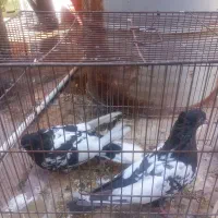 کبوتر‌سینه‌ای‌سبز‌وجوجه‌مرغ