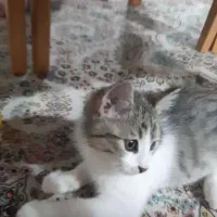 واگذاری رایگان گربه