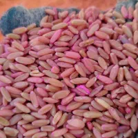 گندم مادر بوجاری شده|خدمات باغبانی و درختکاری|میانه, |دیوار