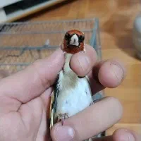 سهره نشون دار