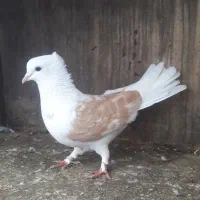 دو عدد ماده پرشی|پرنده|چمستان, |دیوار