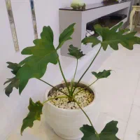 تعدادی گل با گلدان