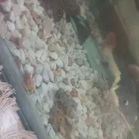 ماهی ردتیل|ماهی|بندرعباس, |دیوار