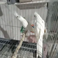 عروس هلندی مولد