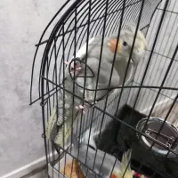 عروس هلندی مولد|پرنده|ری, ملک‌آباد|دیوار