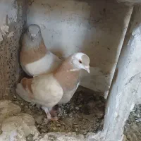 فروش کبوتر ترکیه