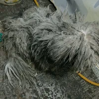 فروشی سگ|سگ|الوند, |دیوار