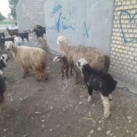 نامبروان ذات دار