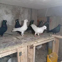 کبوتر|پرنده|قشم, |دیوار