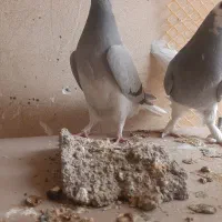 کبوتر جیر دمگیر|پرنده|برخوار, |دیوار