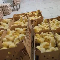 جوجه گوشتی به شرط وزن گیری