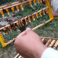محصولات ارگانیک روستا عسل کره و پنیر تبریز|خوردنی و آشامیدنی|تهران, آذربایجان|دیوار