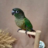 پرنده گمشده