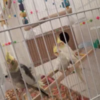 عروس هلندی|پرنده|خرمآباد, |دیوار